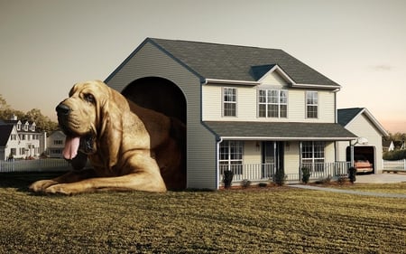 Dog house - funny, photography, cute, nice, dog house, photo, cool, animals