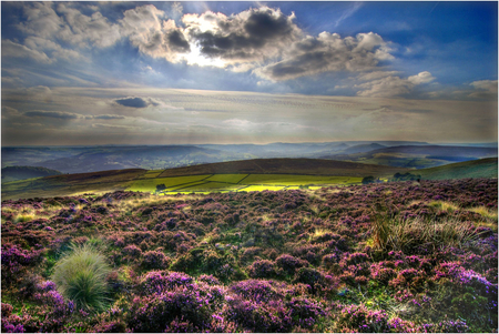 Field. - hill, nature, cloud, field, flower, mountain, sky