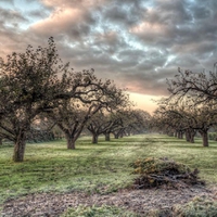 Frosty Orchard.