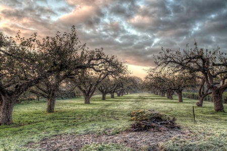 Frosty Orchard. - pitchfork, nature, cloud, frost, grass, orchard, tree, sky