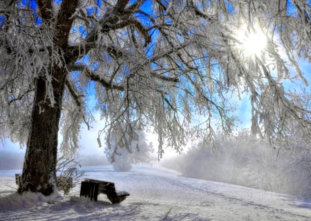 Winter Sun - beauty, sky, trees, peaceful, sun, bench, path, white, view, pretty, cold, winter time, clouds, sunrays, tree, frozen, winter sun, snowy, rays, sunbeams, sunlight, winter, lovely, nature, snow, beautiful, splendor, winter splendor