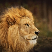 king