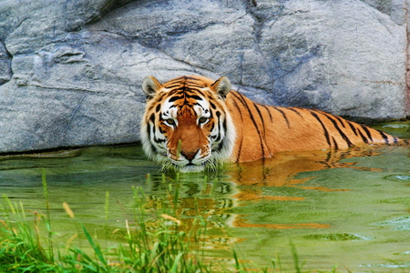 Tiger in the water - wildlife, animal, tiger, swim