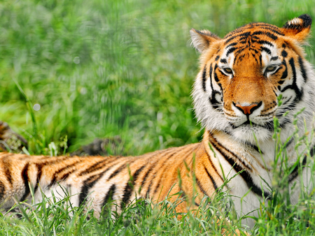 Tiger resting - wildlife, animal, tiger, grass