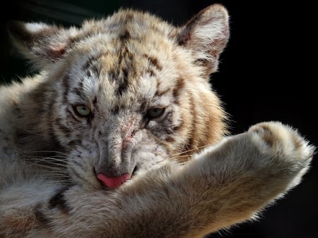 Tiger cub - animal, wildlife, tiger, bub