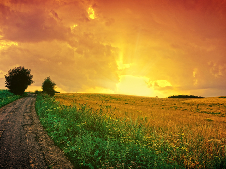 Golden sunset - field, tree, nature, sunset