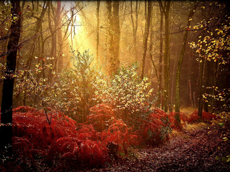 In the woods - field, tree, sunset, nature, wood