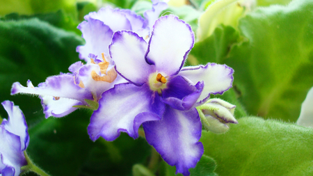 Purple flowers - flower, purple, nature, petal