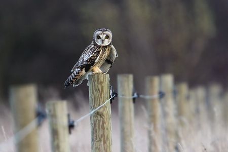 Little owl - owl, bird, fence, nature