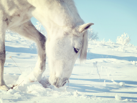 Horse in the snow - snow, winter, animal, horse