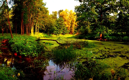 FOREST SWAMP - swamp, forest, nature, sunlight