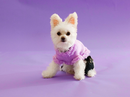 Puppy in jacket - adorable, puppy, pet, jacket, white, purple, dog, sweet, cute