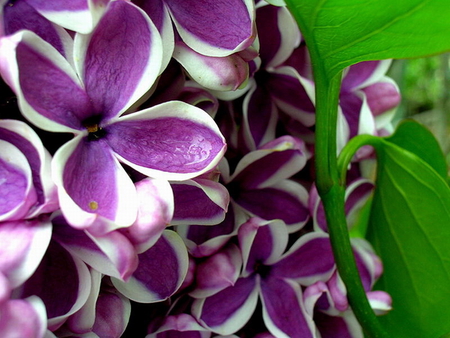 LILACS FOR ELLEN - lilacs, purple, pretty, ellen