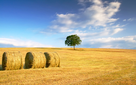 after the harvest - pretty, wheat field, horizon, fantastic, amazing, harvest, stunning, after the harvest, wheat, straw, field, golden, nice, sky, clouds, fields, beautiful, corn, gold, tree, wonderful, nature, awesome, autumn, skyphoenixx1, grassland