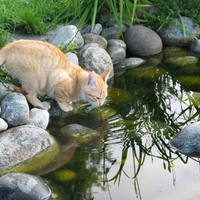 Thirsty Kitty, - for your birthday my friend Cass :)