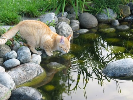 Thirsty Kitty, - for your birthday my friend Cass :) - tiger-striped, water, cat, thirsty