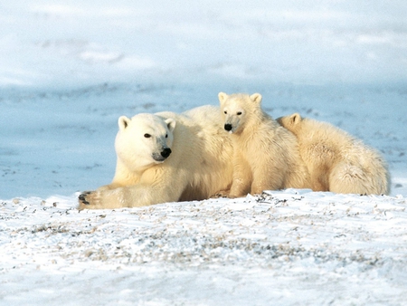 Compact family - bear, animal, polar, cub, arctic, family