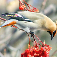 Cedar waxwing