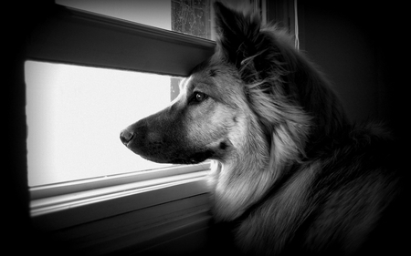 Waiting For My Master - ears, fur, alone, window, dog, german shephard, waiting, master