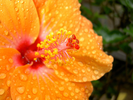 A beautiful hawaiin flower with raindrops - raindrops, flower, hawaiin, beautiful