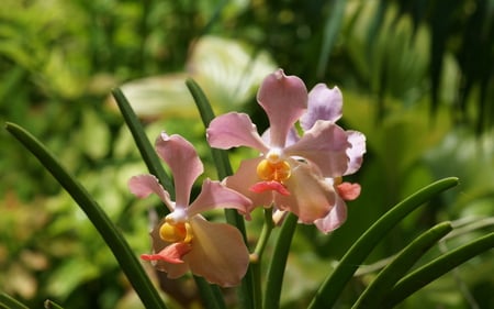 Pretty flowers - pretty, flowers, cute, sweet