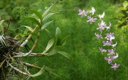 Orchids - flowers, orchids, cute, pretty