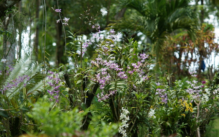 Pretty - garden, orchids, nature, pretty