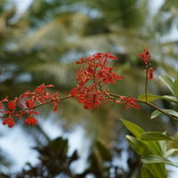 Red Orchids