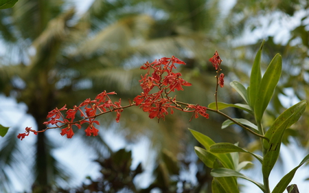 Red Orchids - pretty, orchids, flower, nature