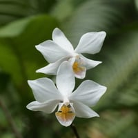 White Orchids