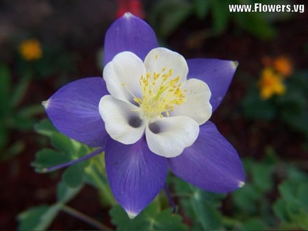 Columbie_Purple_Blue Flower - white, purple, yellow, very pretty flower