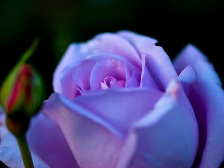 Purple Rose - nature, photography, purple rose, rose, flower