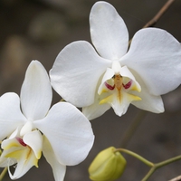 orchids