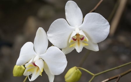 orchids - pretty, orchids, flower, nature