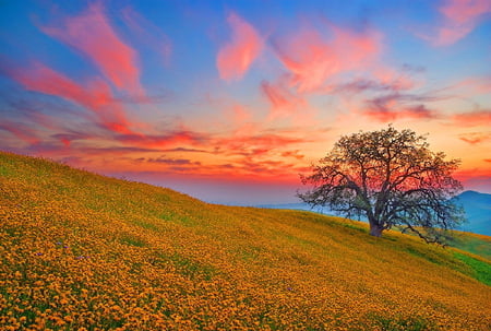 Spring carpet - hill, coral, sky, wild flowers, blue, golden, tree, sunset