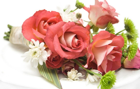 Roses - blossoms, delicate, rose, soft, flowers, nice, lovely, blooms, nature