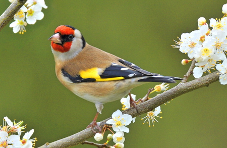 Spring songs for Ellen - bird, blooms, yellow, brown, spring, black, grey, white, red