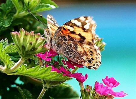 Painted Butterfly - butterfly, stem, flower, leaves