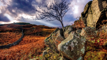 fields - tree, fields, rocks, autumn