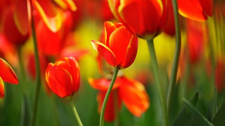 Bright Orange Tulips - bright, beautiful, tulips, orange, lovely