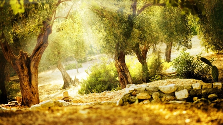 Sunlit Earth - rays, trees, sunlight, stones, mud, earth