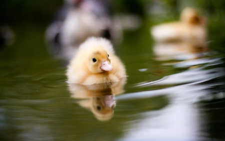 little duckling - duck, swim, swimming, water, bird, ducklings, nature, duckling, cute