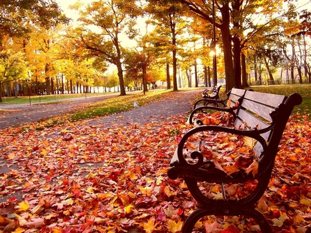 autumn bench - colors, trees, season, leaves