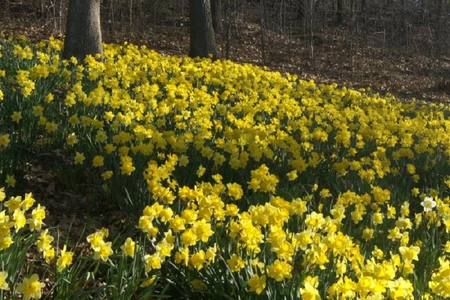 Hubbard Park Daffodils - daffodils, flowers, trees, yellow