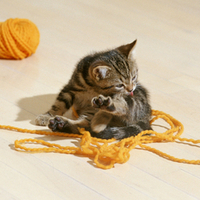 Naughty Kitty