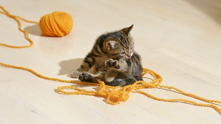 Naughty Kitty - yellow, ball, woollen, lovely, sweet, playing, black, naughty, cute, kitty