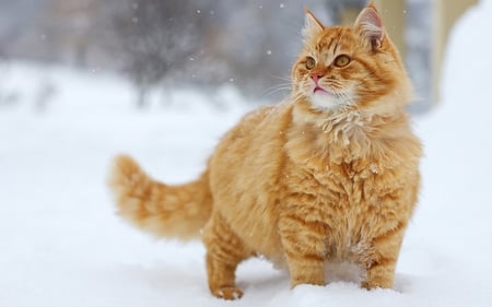 Red Tabby - feline, red, tabby, snow, cat