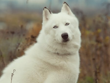 White husky - white, friend, animal, husky, dog