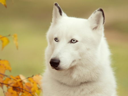 White husky - husky, white, animal, dog, friend