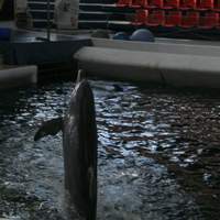 dolphins